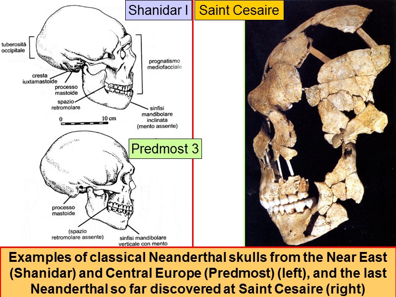 Examples of classical Neanderthal skulls from the Near East (Shanidar) and Central Europe (Predmost)